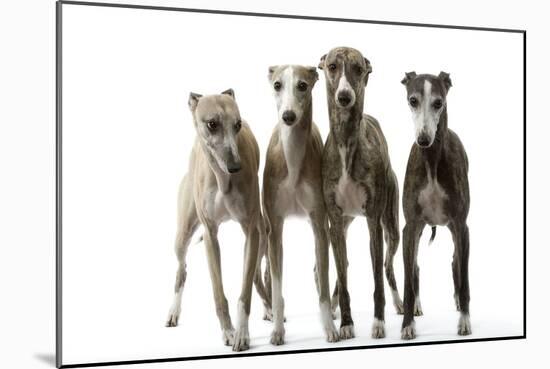 Whippets-null-Mounted Photographic Print