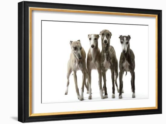 Whippets-null-Framed Photographic Print