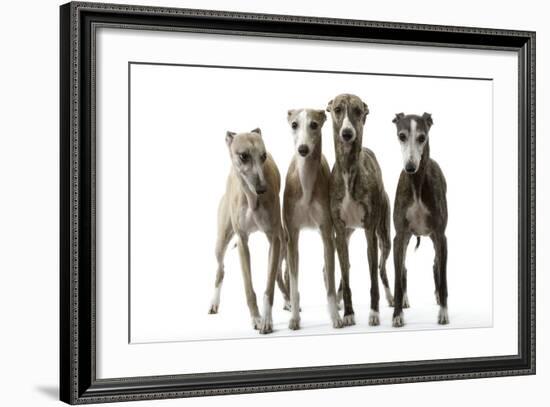 Whippets-null-Framed Photographic Print