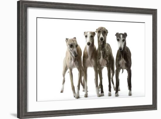 Whippets-null-Framed Photographic Print