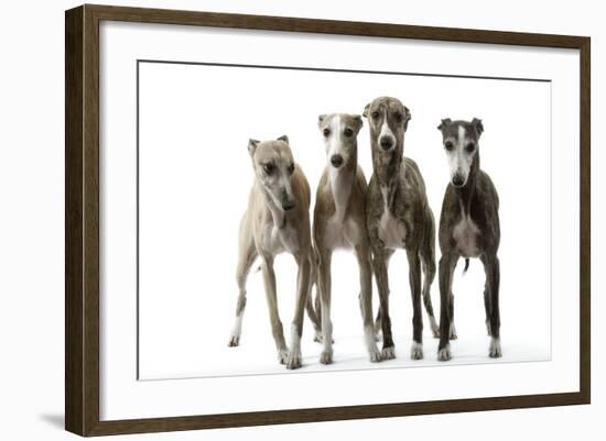 Whippets-null-Framed Photographic Print