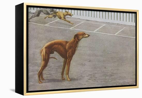 Whippets-null-Framed Stretched Canvas