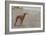 Whippets-null-Framed Art Print