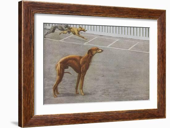 Whippets-null-Framed Art Print