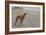 Whippets-null-Framed Art Print