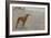 Whippets-null-Framed Art Print