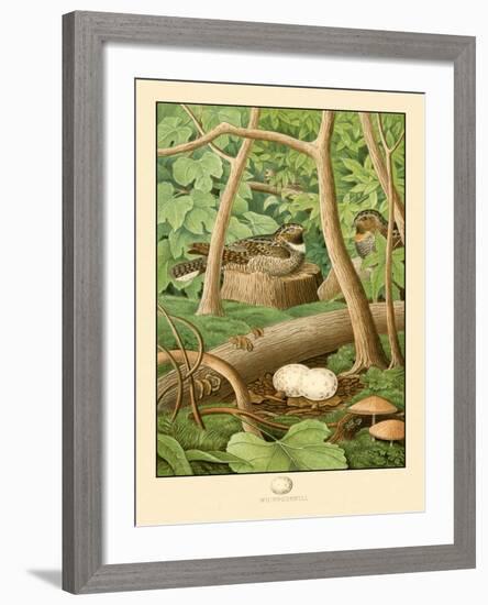 Whippoorwill-null-Framed Art Print