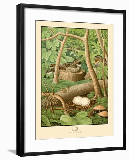 Whippoorwill-null-Framed Art Print