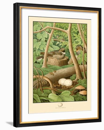 Whippoorwill-null-Framed Art Print