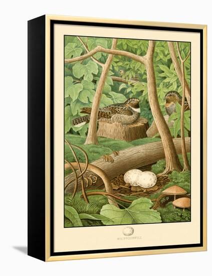 Whippoorwill-null-Framed Stretched Canvas