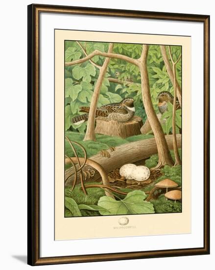 Whippoorwill-null-Framed Art Print