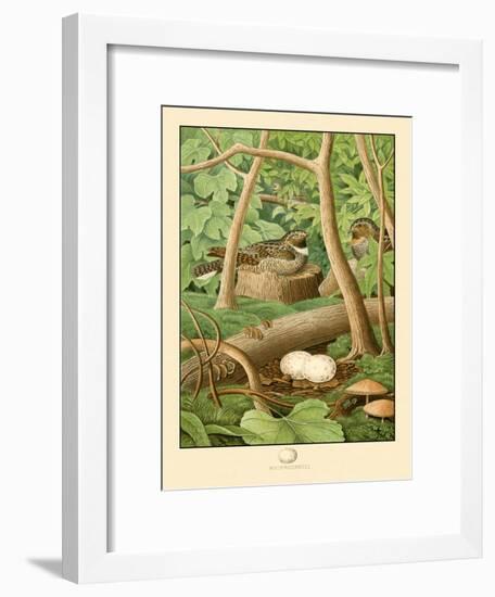 Whippoorwill-null-Framed Art Print