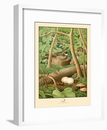 Whippoorwill-null-Framed Art Print