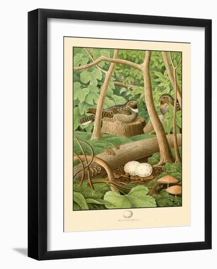 Whippoorwill-null-Framed Art Print