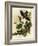 Whippoorwills-John James Audubon-Framed Giclee Print