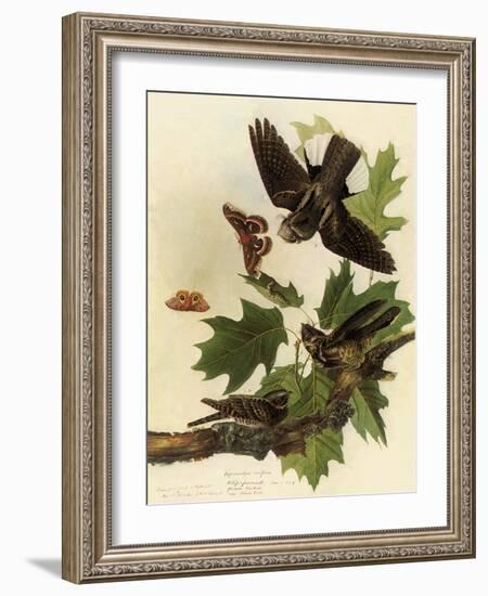 Whippoorwills-John James Audubon-Framed Giclee Print