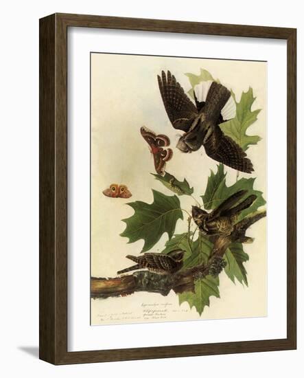 Whippoorwills-John James Audubon-Framed Giclee Print