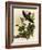 Whippoorwills-John James Audubon-Framed Giclee Print