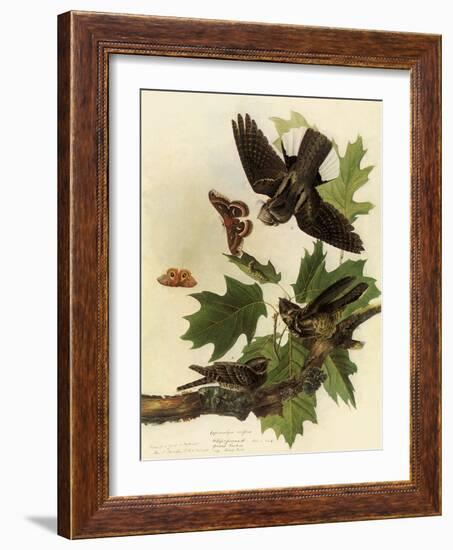 Whippoorwills-John James Audubon-Framed Giclee Print