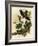 Whippoorwills-John James Audubon-Framed Giclee Print