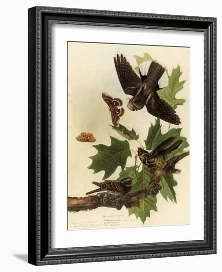 Whippoorwills-John James Audubon-Framed Giclee Print