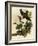 Whippoorwills-John James Audubon-Framed Giclee Print