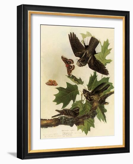 Whippoorwills-John James Audubon-Framed Giclee Print