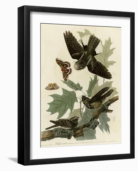 Whipporwill-null-Framed Giclee Print