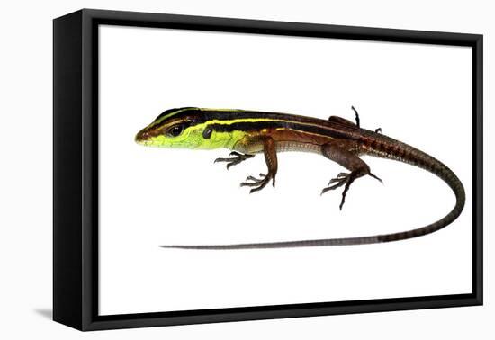 Whiptail Lizard (Kentropyx Calcarata) Mahury, French Guiana. Meetyourneighbours.Net Project-Jp Lawrence-Framed Premier Image Canvas