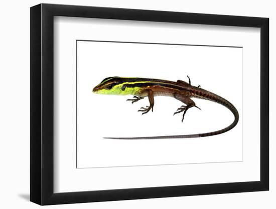 Whiptail Lizard (Kentropyx Calcarata) Mahury, French Guiana. Meetyourneighbours.Net Project-Jp Lawrence-Framed Photographic Print