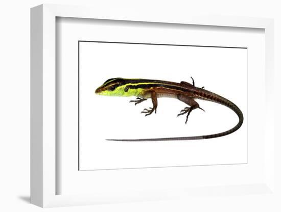 Whiptail Lizard (Kentropyx Calcarata) Mahury, French Guiana. Meetyourneighbours.Net Project-Jp Lawrence-Framed Photographic Print