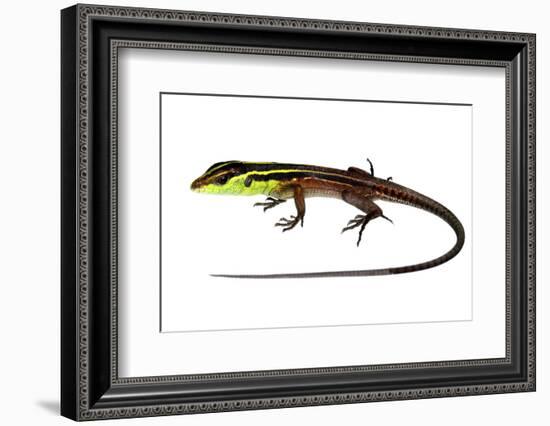 Whiptail Lizard (Kentropyx Calcarata) Mahury, French Guiana. Meetyourneighbours.Net Project-Jp Lawrence-Framed Photographic Print