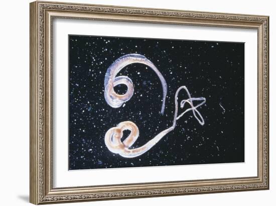 Whipworm Parasites-null-Framed Premium Photographic Print