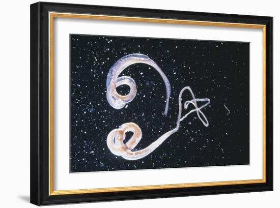 Whipworm Parasites-null-Framed Premium Photographic Print