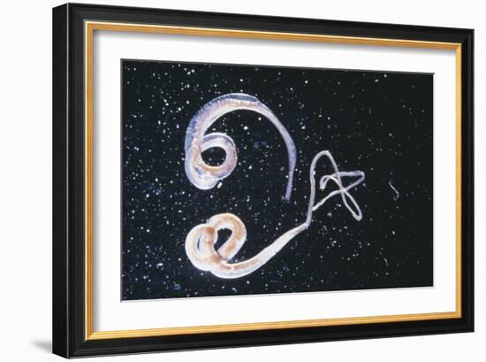 Whipworm Parasites-null-Framed Photographic Print