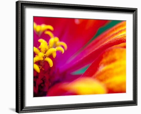 Whirligig Zinnia, Seattle, Washington, USA-Terry Eggers-Framed Photographic Print