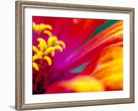 Whirligig Zinnia, Seattle, Washington, USA-Terry Eggers-Framed Photographic Print