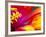 Whirligig Zinnia, Seattle, Washington, USA-Terry Eggers-Framed Photographic Print