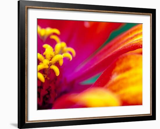 Whirligig Zinnia, Seattle, Washington, USA-Terry Eggers-Framed Photographic Print