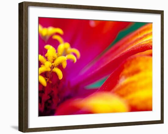 Whirligig Zinnia, Seattle, Washington, USA-Terry Eggers-Framed Photographic Print