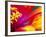 Whirligig Zinnia, Seattle, Washington, USA-Terry Eggers-Framed Photographic Print