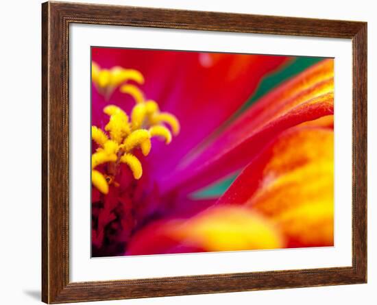 Whirligig Zinnia, Seattle, Washington, USA-Terry Eggers-Framed Photographic Print