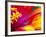 Whirligig Zinnia, Seattle, Washington, USA-Terry Eggers-Framed Photographic Print