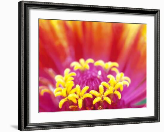 Whirligig Zinnia, Seattle, Washington, USA-Terry Eggers-Framed Photographic Print