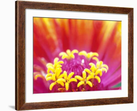 Whirligig Zinnia, Seattle, Washington, USA-Terry Eggers-Framed Photographic Print