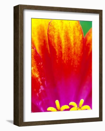 Whirligig Zinnia, Seattle, Washington, USA-Terry Eggers-Framed Photographic Print