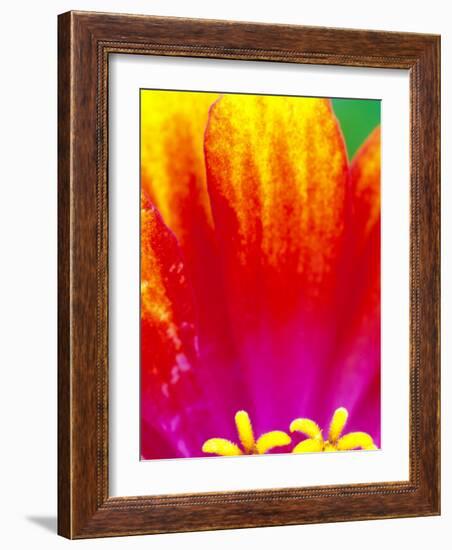 Whirligig Zinnia, Seattle, Washington, USA-Terry Eggers-Framed Photographic Print