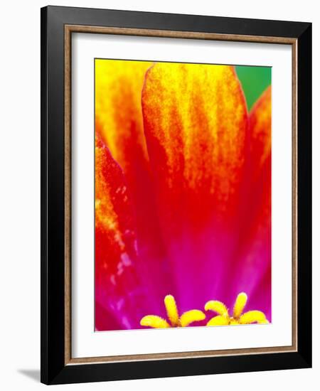 Whirligig Zinnia, Seattle, Washington, USA-Terry Eggers-Framed Photographic Print