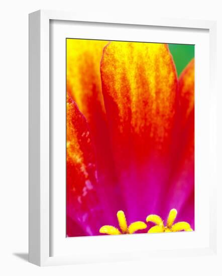 Whirligig Zinnia, Seattle, Washington, USA-Terry Eggers-Framed Photographic Print