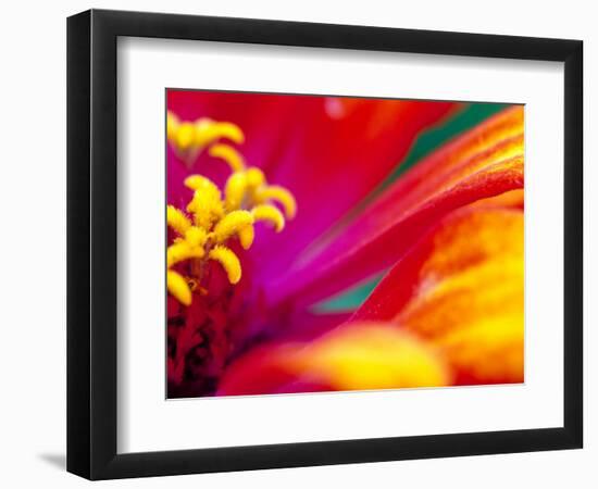 Whirligig Zinnia, Seattle, Washington, USA-Terry Eggers-Framed Photographic Print